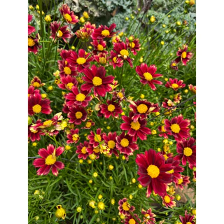 จันทร์ฉาย ดอกสีแดงเข้มน่ารัก ให้ดอกเยอะ มีดอกตลอดปี Coreopsis grandiflora 'Solar Fancy’