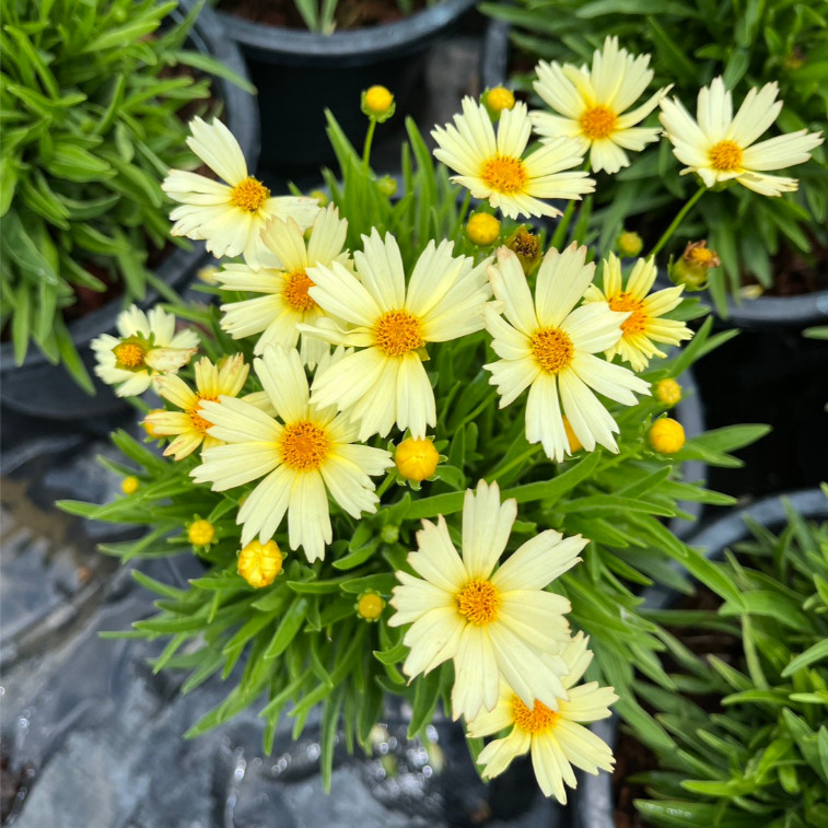 จันทร์ฉายแคระ สีเหลืองครีมสวยละมุนมาก ให้ดอกเยอะ มีดอกตลอดปี Coreopsis grandiflora 'Solar Dance’