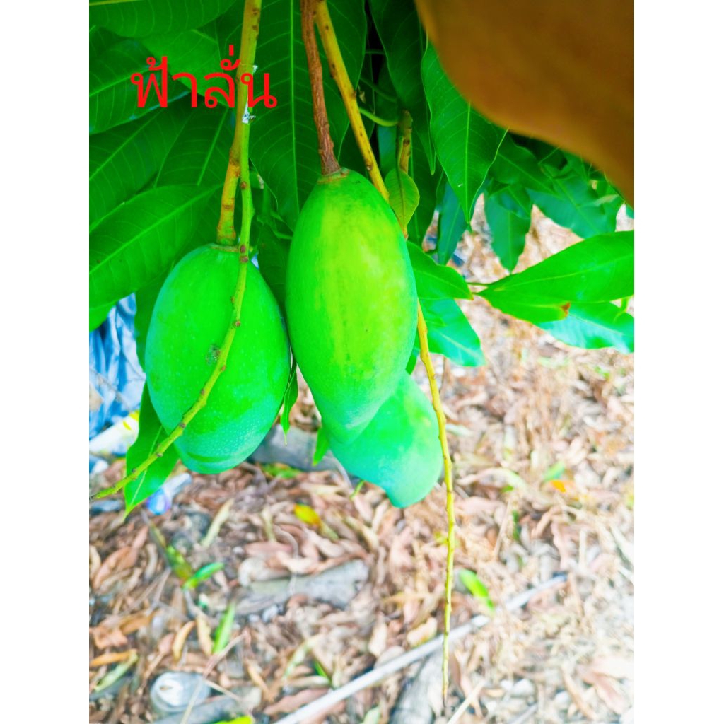 ต้นมะม่วงฟ้าลั่นเสียบยอดสูง60 60เชน
