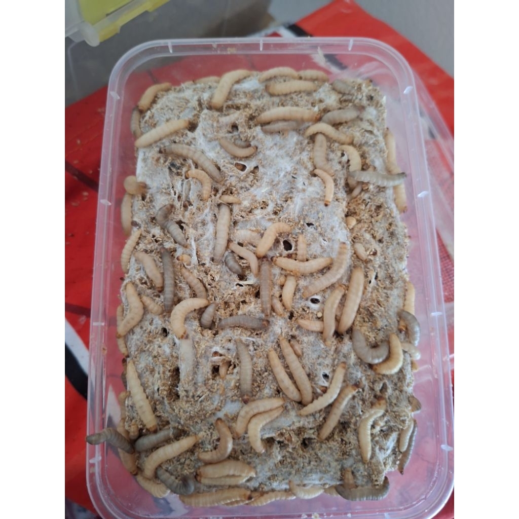 XUอนแว๊กส์อาหารเสริมโปรตีนในรำข้าวสาลี1แถม1