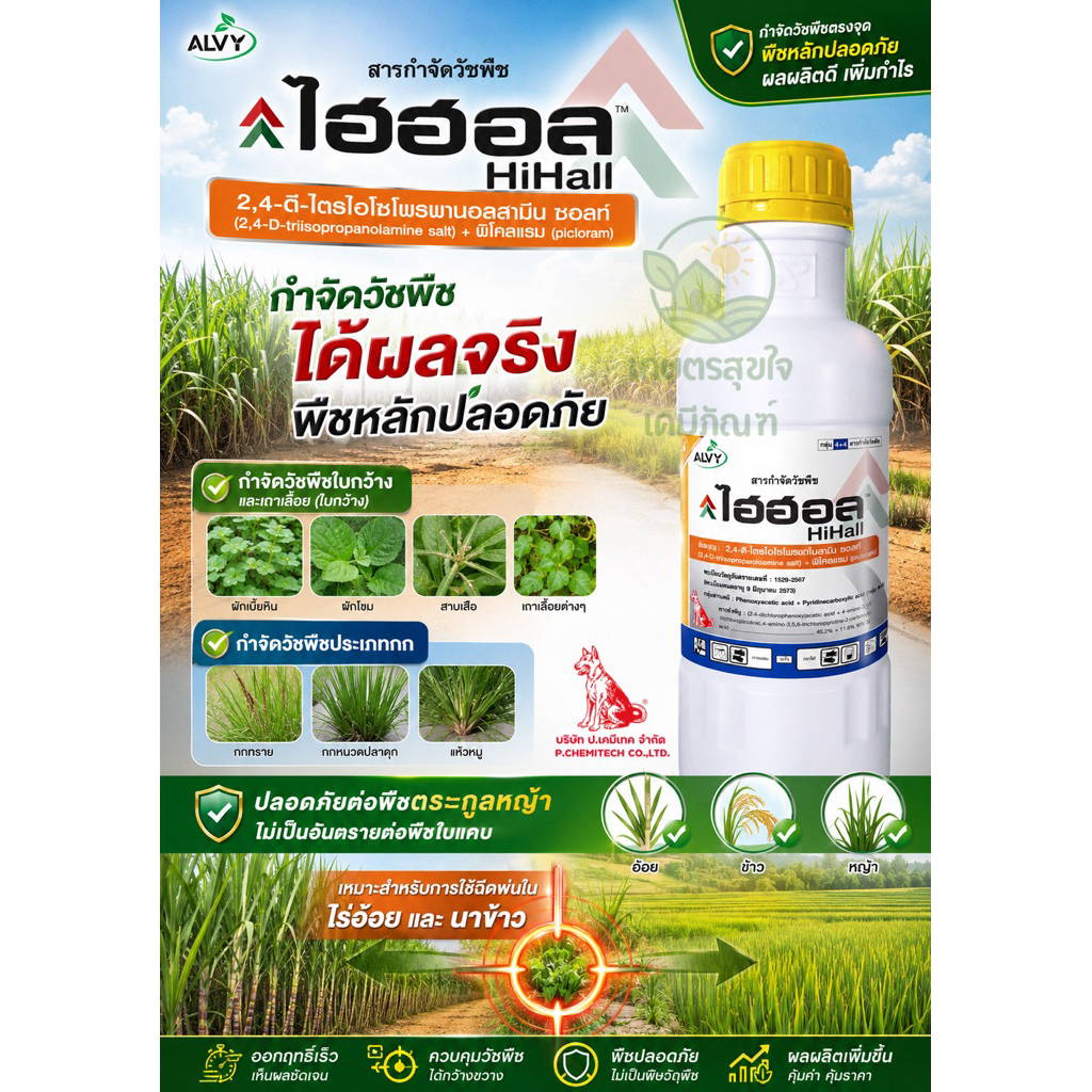 ไฮฮอล หมาแดง 2-4 ดี ไตรไอโซโพร+ พิโคลแรม กำจัด วัชพืชใบกว้าง เช่น ผักเบี้ยหิน ผักโขม เครือเถา กกทราย หนวดปลาดุก แห้วหมู