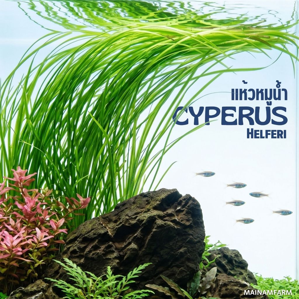 แห้วหมูน้ำ ไม้หลังตู้ เลี้ยงง่าย ไม่ต้องการ co2 ไม้น้ำไทย – CYPERUS HELFERI ต้นไม้น้ำ