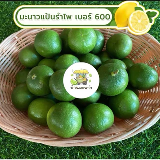 มะนาวแป้นรำไพแท้ น้ำดีคัดเกรด🍋 (เบอร์ 600)