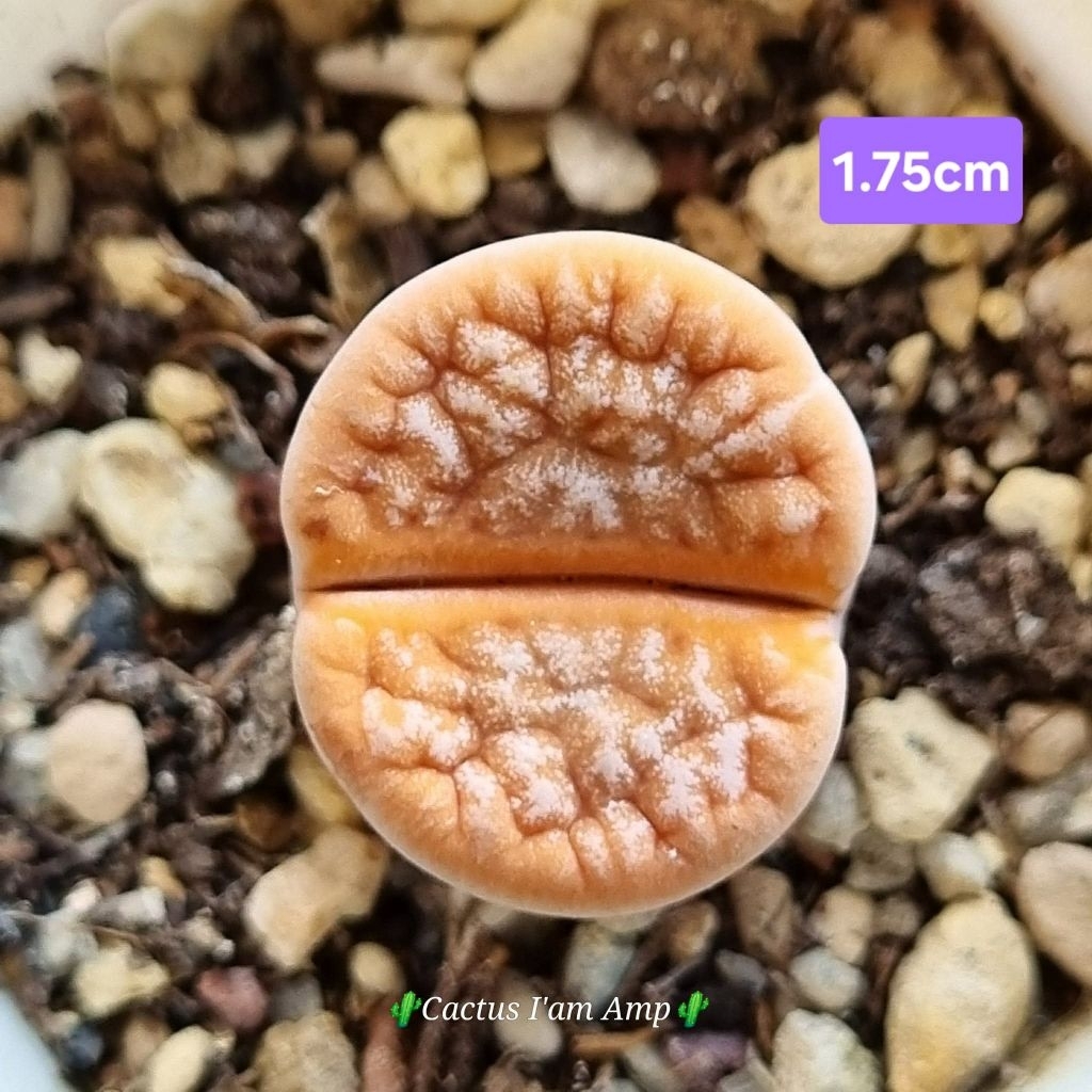 ไลทอป Lithops.  คัดหน้าสวยๆ ส่งทั้งกระถาง☘️(อัพเดท 30-05-69)☘️💥พร้อมส่ง💥