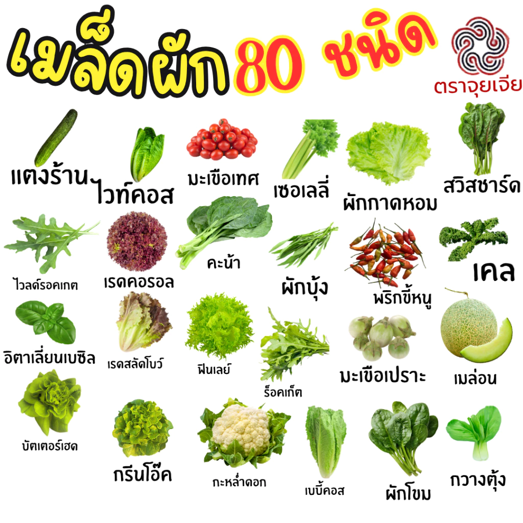 เมล็ดผัก 80 ชนิด ผักสลัด กรีนโอ๊ค คอส บัตเตอร์เฮด ฟินเล่ กะเพรา พริก งอกดี เมล็ดผัก [ตราจุยเจีย]
