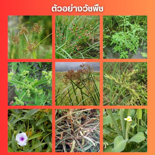 ไดควอตไดโบรไมด์ (ตัวแทน พาราควอต) ชนิดเผาไหม้ ฆ่าหญ้าทุกชนิด : แกลลอน 5 ลิตร