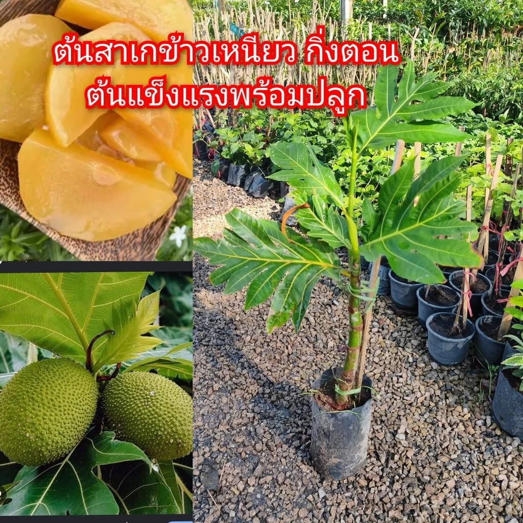 ต้นสาเก พันธุ์ข้าวเหนียว(กิ่งตอน)พร้อมปลูก ต้นแข็งแรง