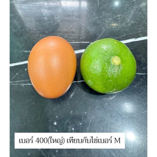 มะนาว แป้นรำไพสวนแท้ เกรดAAA เบอร์400/500/600 สวย ใหญ่ กลาง เล็ก เก็บสดใหม่วันต่อวัน จากสวนดำเนิน บ้านแพ้ว