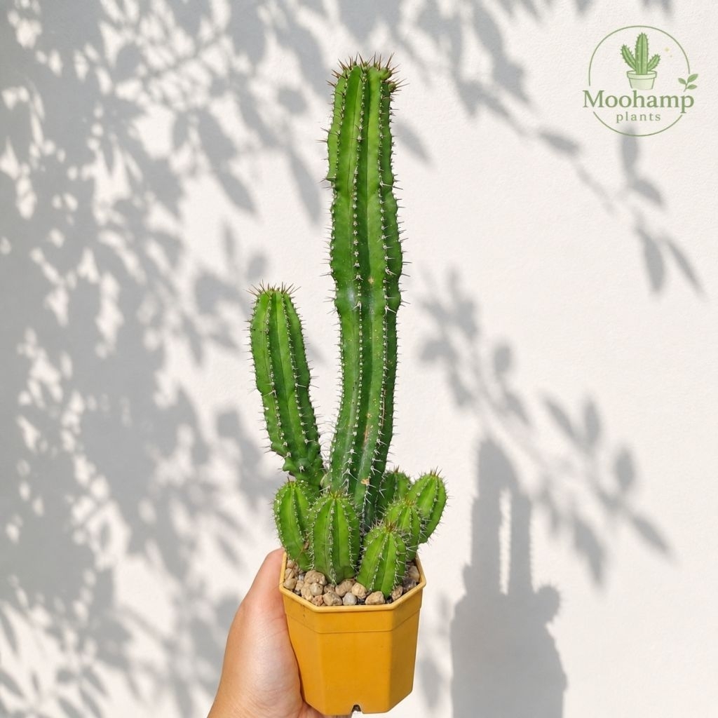 Euphorbia fruticosa คัดต้นใหญ่ ยูโฟเบีย กระบองเพชร แคคตัส ไม้อวบน้ำ