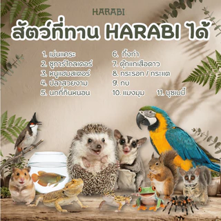 จิ้งโกร่งไข่ HARABI ตัดสวนที่แข็งออกหมดปลอดเชื้อโรคไร้พยาธิ อาหารสำหรับสัตว์เล็ก Exotic pet ขนาด 50 กรัม แมลง จิ้งโกร่ง