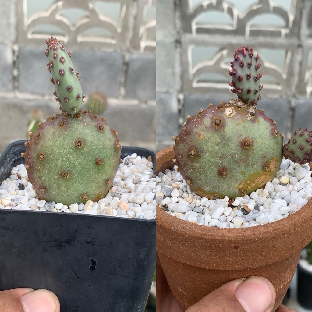 โอพันเทียซานตาริต้า Opuntia Violacea V. Santa Rita (Prickly Pear)