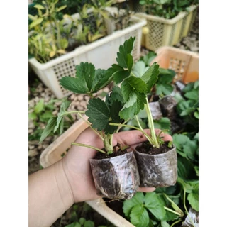 ต้นกล้าสตรอว์เบอร์รี่พันพระราชทานพันธุ์80 ชุด10ต้น 🍓🍓🍓(พร้อมส่ง)