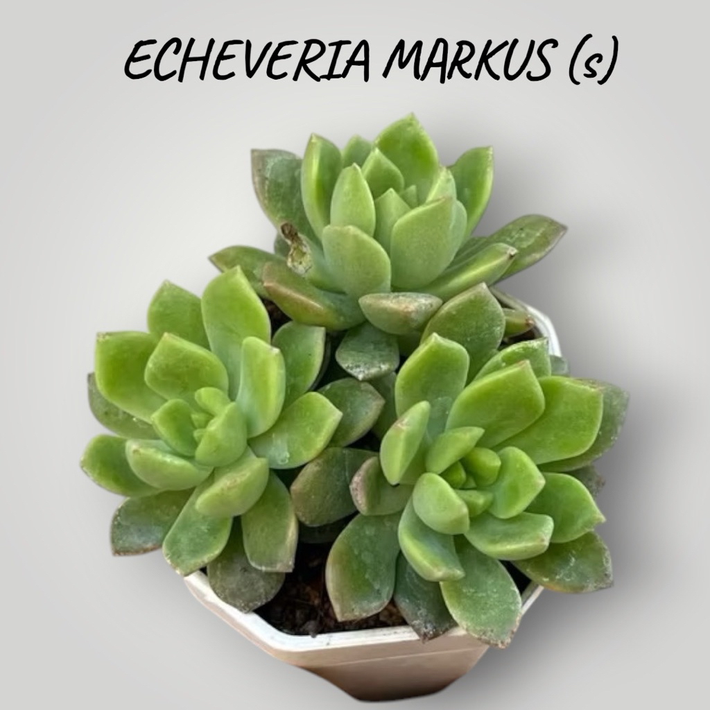 ECHEVERIA MARKUS (มากัส) (s) กุหลาบหิน ไม้อวบนำ้ น่ารักๆ กระถาง 2 นิ้ว