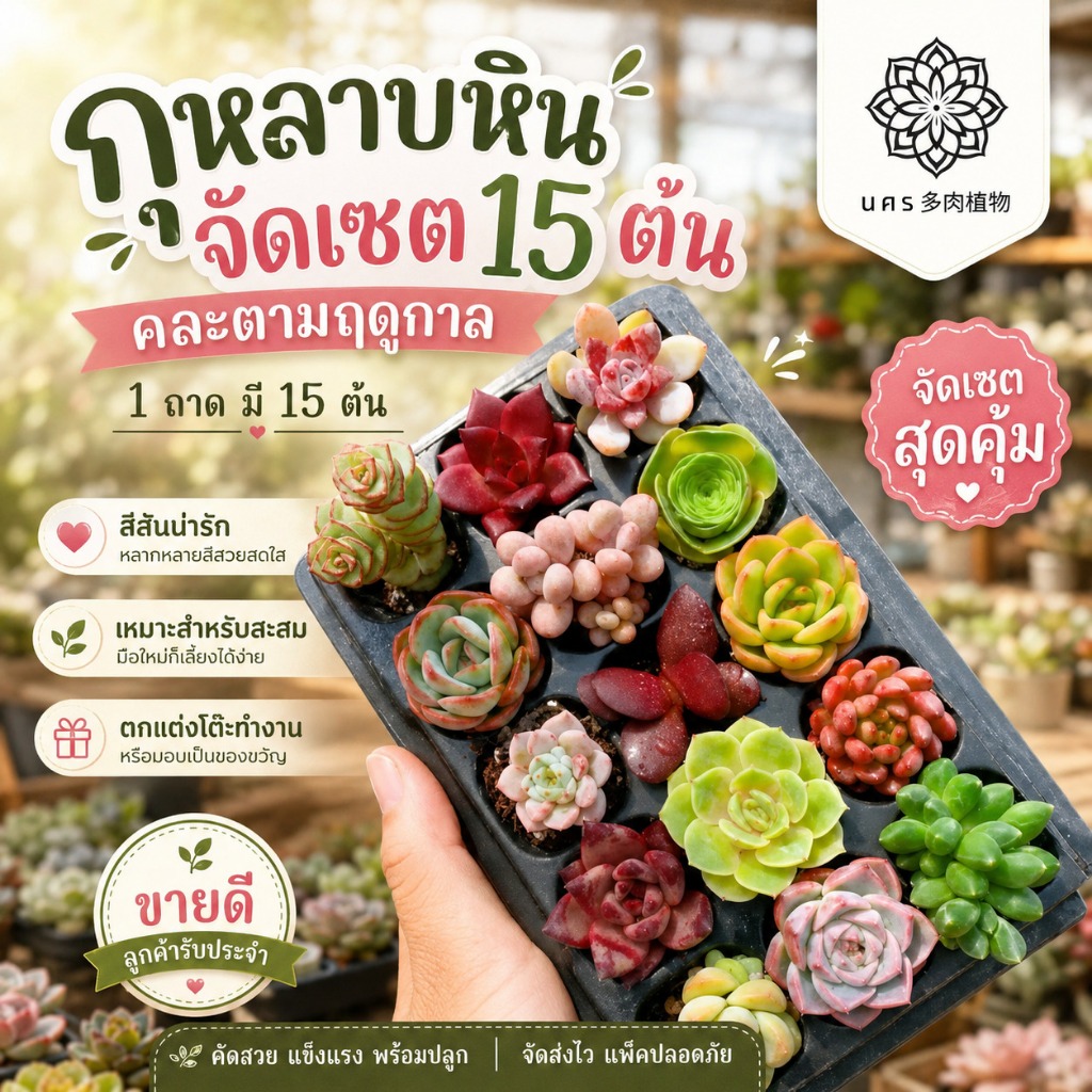 พรีออเดอร์ คละเซตกุหลาบหิน 15 ต้น