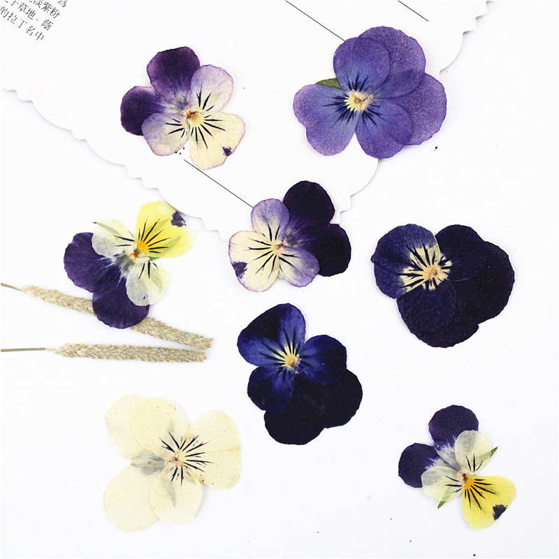 【 12 ชิ้นแพ็ค】Pansy DIY ดอกไม้แห้งทำด้วยมือวัสดุลายนูนตัวอย่างพืช