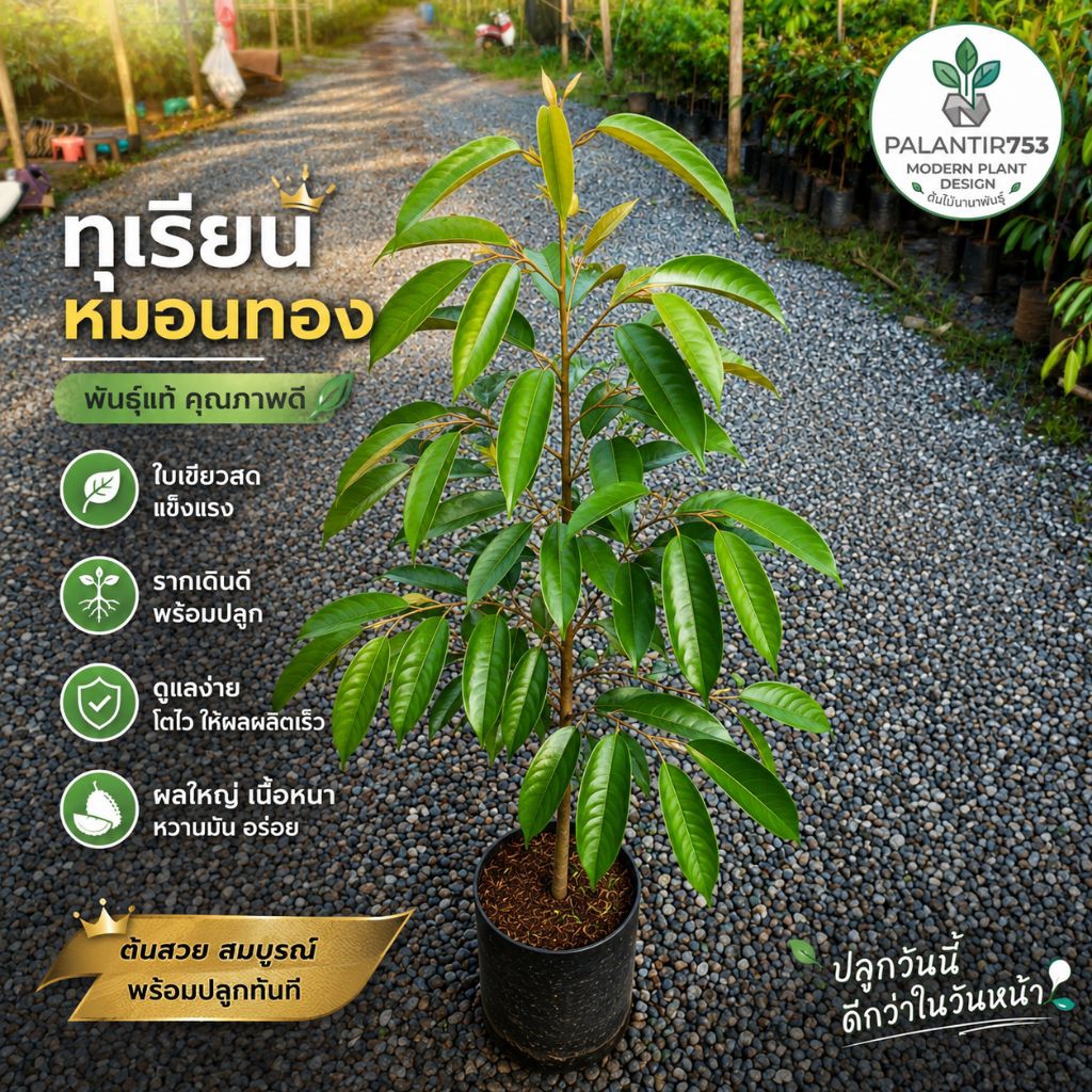 ต้นทุเรียนหมอนทองเสียบยอดกิ่งกระโดงแท้ สูง130-150ซม. ถุงเบอร์11-12  ผ่านการเลี้ยงแดดลงปลูกได้ทันที
