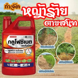กลูโฟซิเนต-มดจอมพลัง ขนาด 4 ลิตร กำจัดวัชพืชทุกชนิด ในสวนทุเรีน ยาง ปาล์ม ไล่ร่องมันสำประหลัง อ้อย หัวคันนา