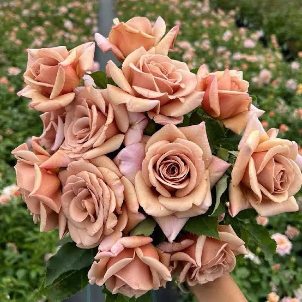 กุหลาบสายพันธุ์ โกโก้ โลโก้ (koko loko) สีน้ำตาลอมม่วง กลิ่นหอมแรง ดอกดก รอบดอกไว เลี้ยงง่าย