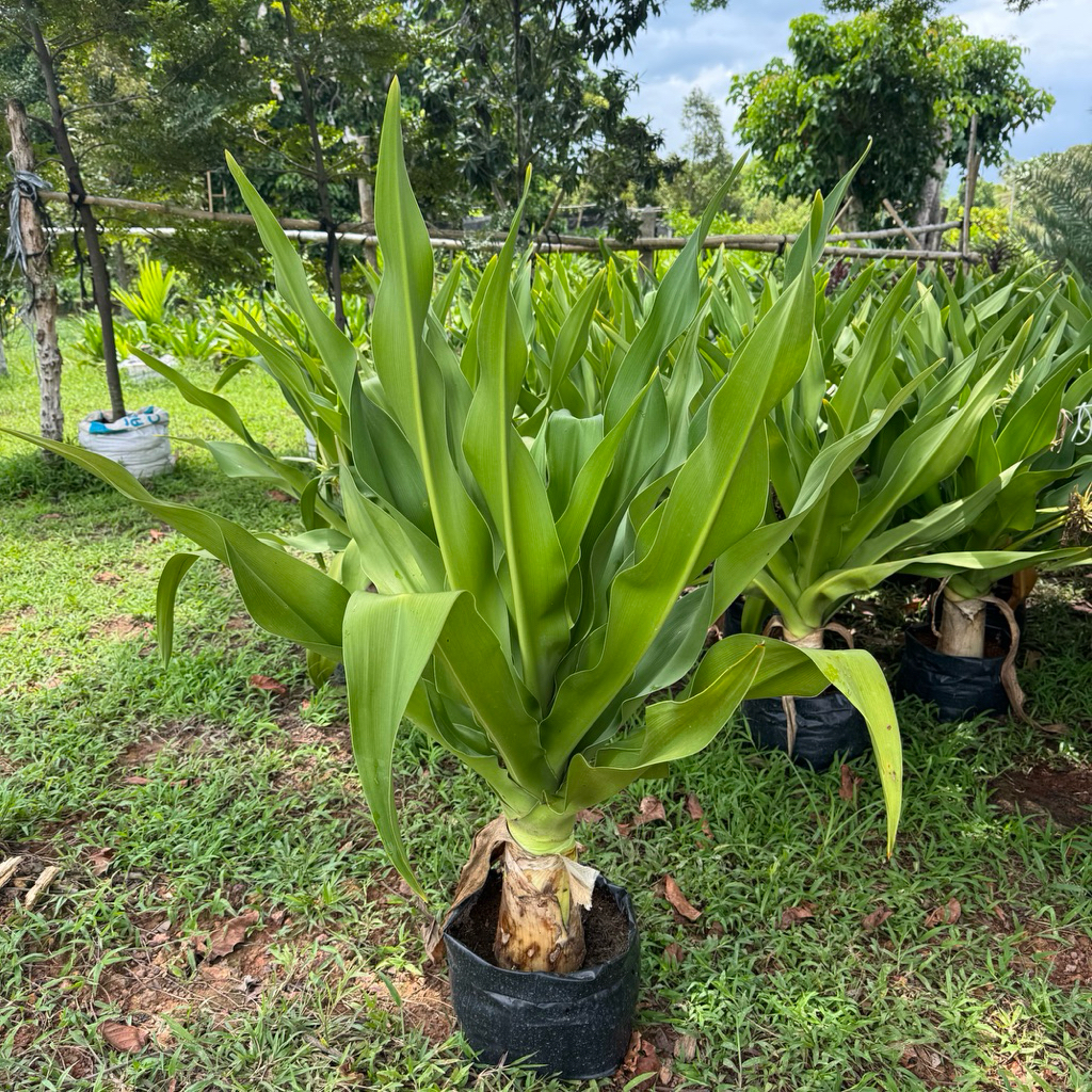 ต้นพลับพลึง สูง80-90cm. บรรจุถุงดำ