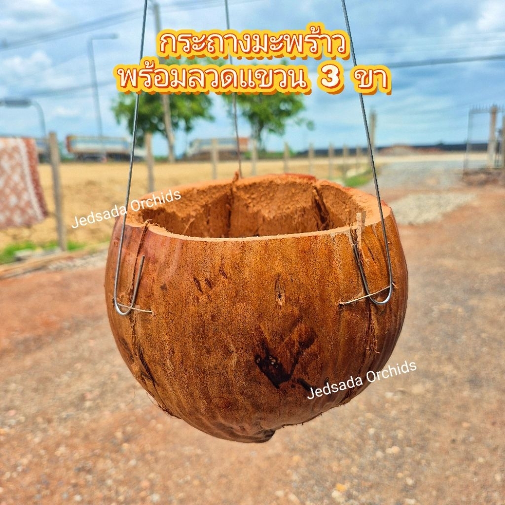 กระถางมะพร้าวพร้อมลวดแขวน 3 ขา กระถางลูกมะพร้าว กระถางมะพร้าวครึ่งลูกพร้อมลวดแขวน กระถางปลูกต้นไม้/กล้วยไม้