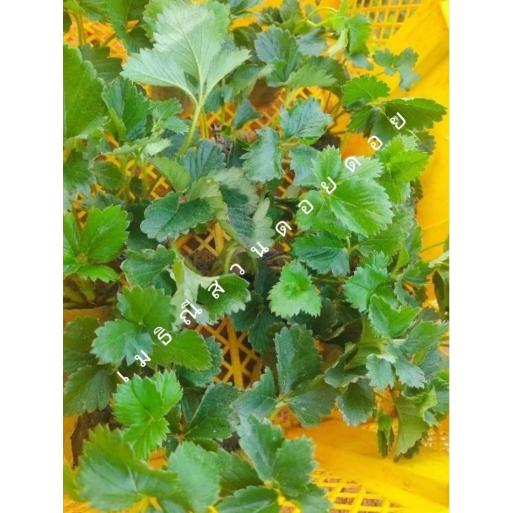 ต้นกล้าสตรอว์เบอร์รี่พันธุ์80/ชุด10ต้น🍓🍓🌱🌱พร้อมส่ง/10ต้นแถม1ทุกออเดอร์