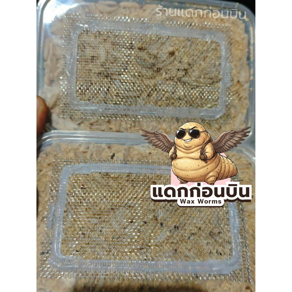 แดกก่อนบิน!!! หนอน WAX เสริมโปรตีนอวบอ้วน น่ากิ๊นน่ากิน 🐛