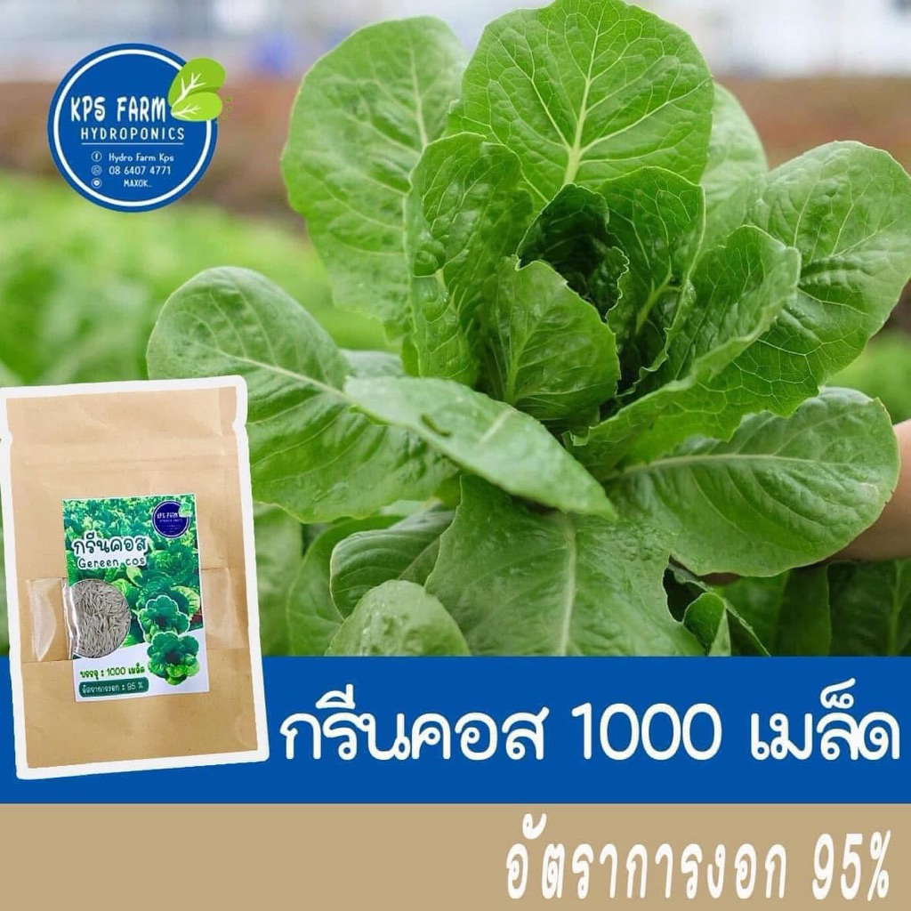 เมล็ดผักสลัด กรีนคอส Ortigia เมล็ดเปลือย อัตราการงอก 98% น้ำหนักดีทนร้อน