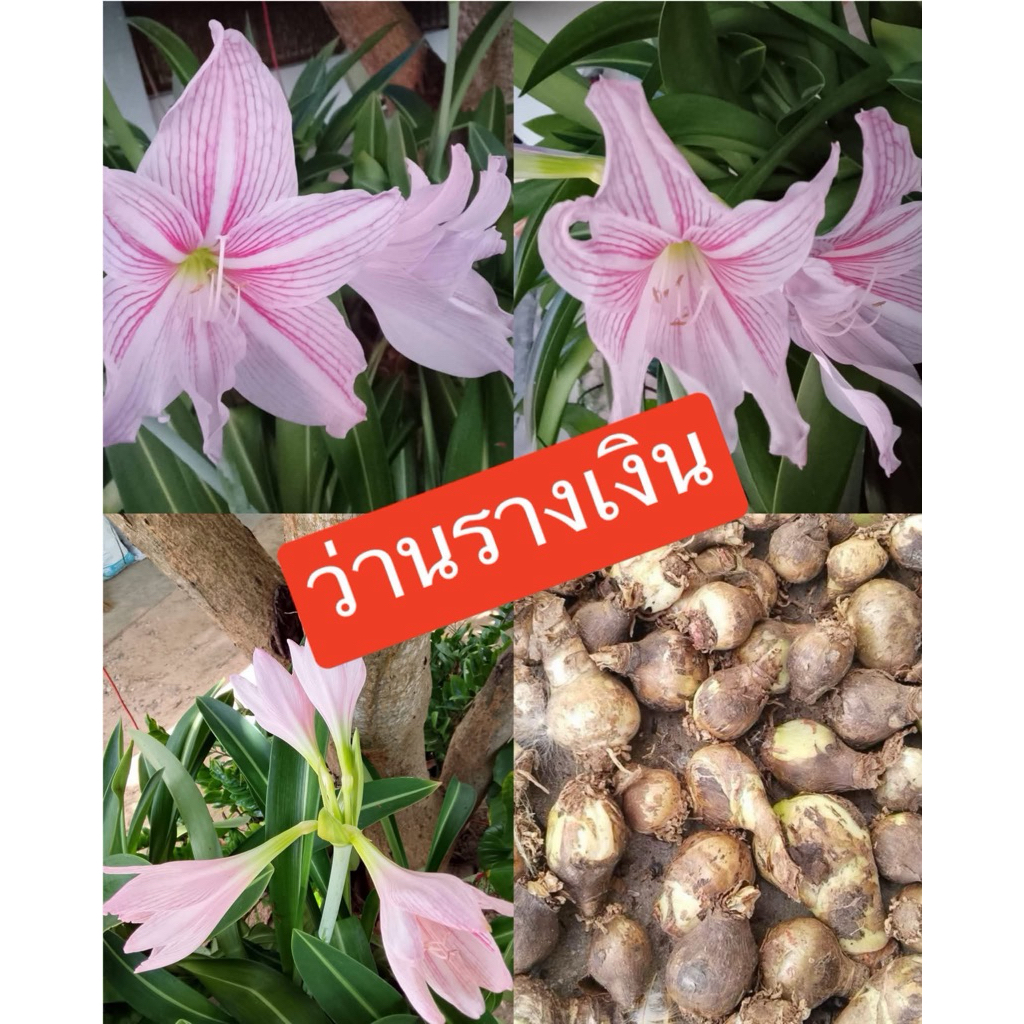 ว่านรางเงิน ว่านมงคล หัวละ 50บาท ดอกมีสีขาวชมพูพราวละอองยามลมพัด งามดั่งเงินทอประกายชัด เสริมโชคลาภพูนทวี การเงินราบรื่น