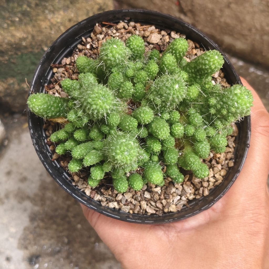 แมมบร็อคโคลี่ Mammillaria Spinosissima Un Pico Montrose แคคตัส กระบองเพชร cactus&succulentราคา 40บาทกระถาง4นิ้ง