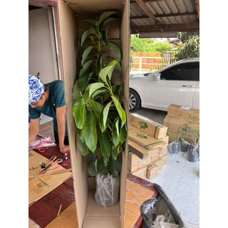 ต้นอะโวคาโดแฮสส์ ทาบกิ่ง ต้นใหญ่ขนาด 90-1เมตร ติดผลไวแน่นอน มีเนื้อเหนียว นุ่ม มีรสชาติที่มัน (คล้ายเนย)และมีกลิ่นหอม