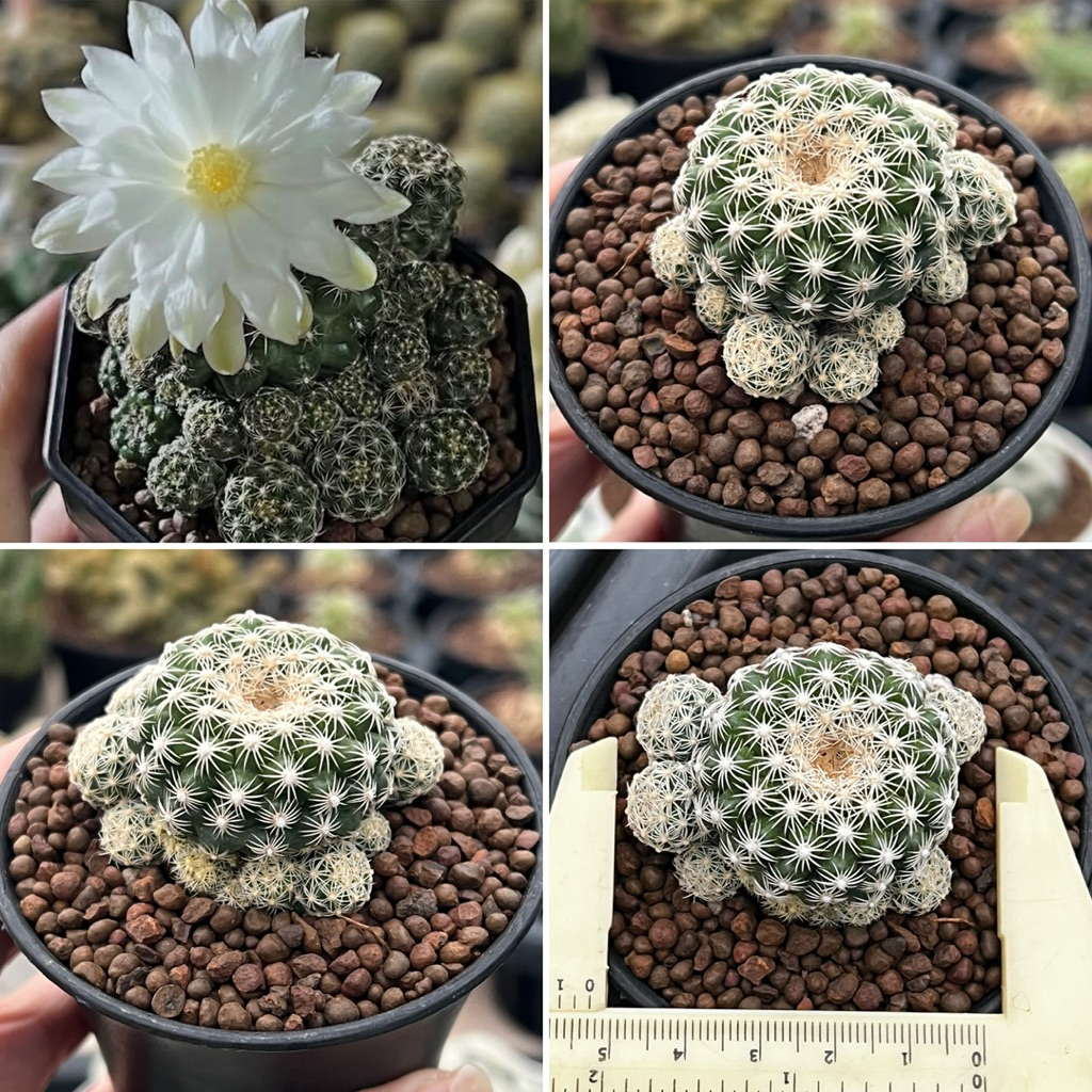 Discocactus buenekeri: ดิสโก้แคระ แคคตัส กระบองเพชร