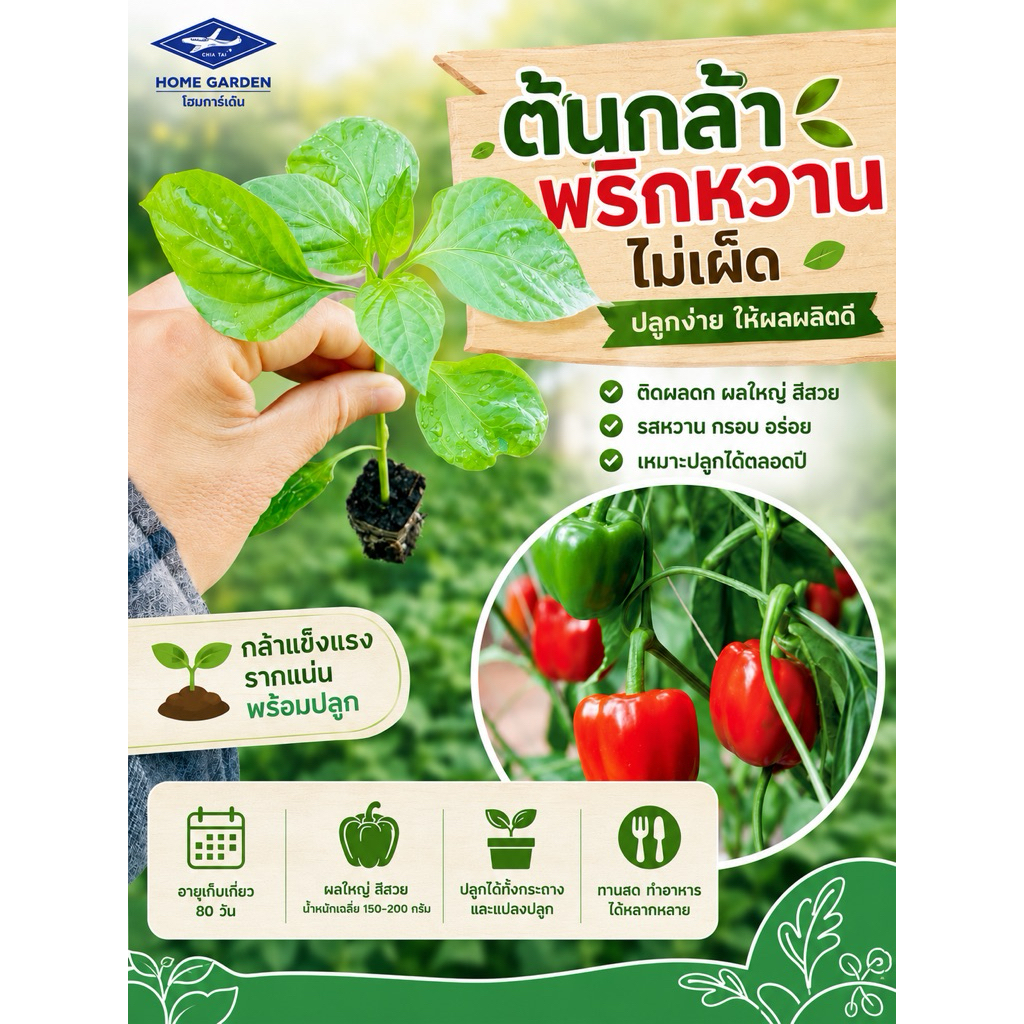 ต้นกล้าพริกหวาน ผลสุกสีแดง ( จำนวน  10  ต้น )