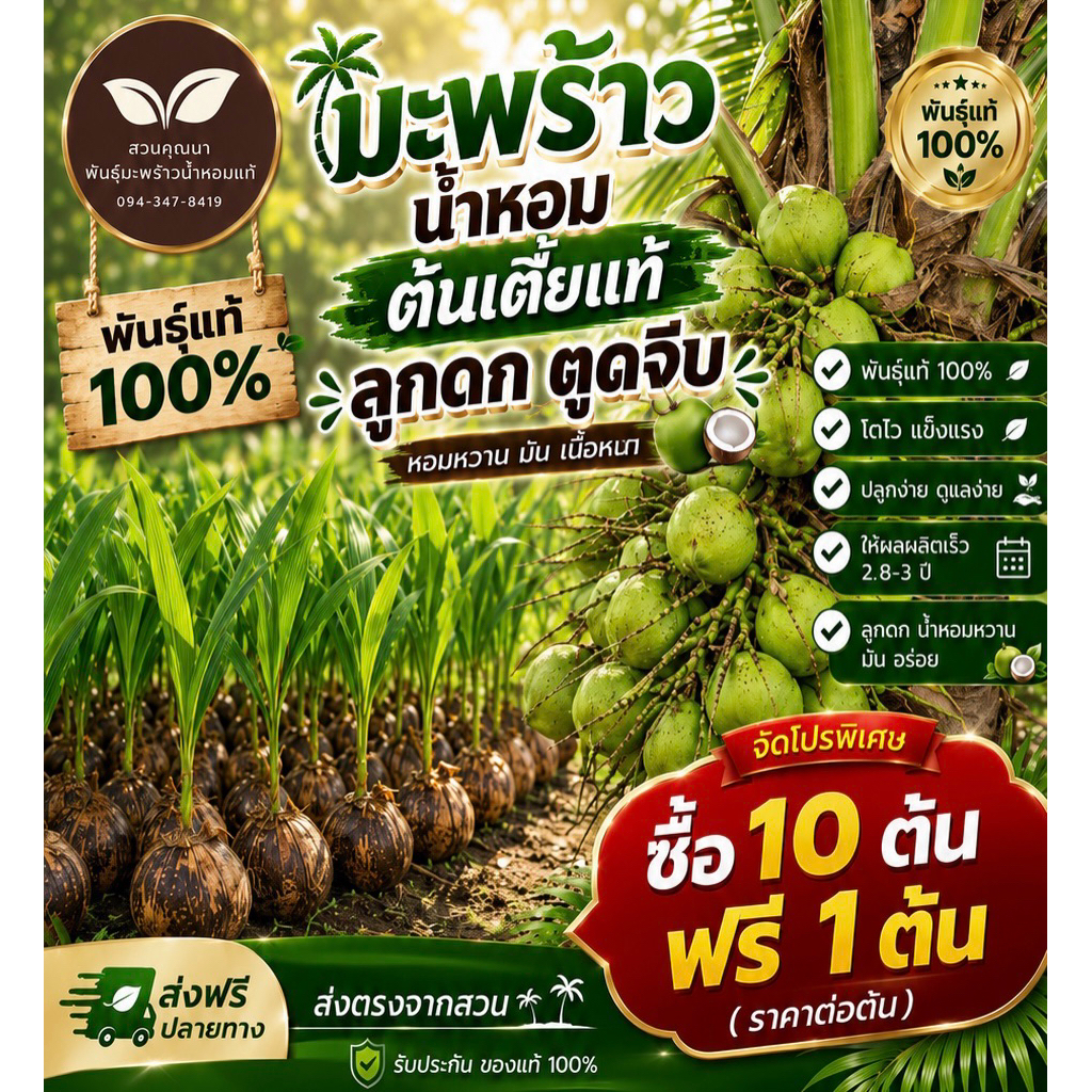 10 ต้นแถม 1 ต้น มะพร้าวน้ำหอมต้นเตี้ยแท้ ตูดจีบ พันธุ์บ้านแพ้ว อัมพวา ดำเนิน ส่งตรงจากสวน ราคาต่อ1 ต้น