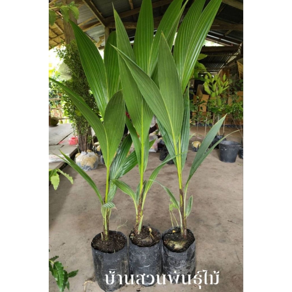 ต้นมะพร้าวน้ำหอมเตี้ย บ้านแพ้ว ต้นถุงชำ สูง 130-160 ซม.