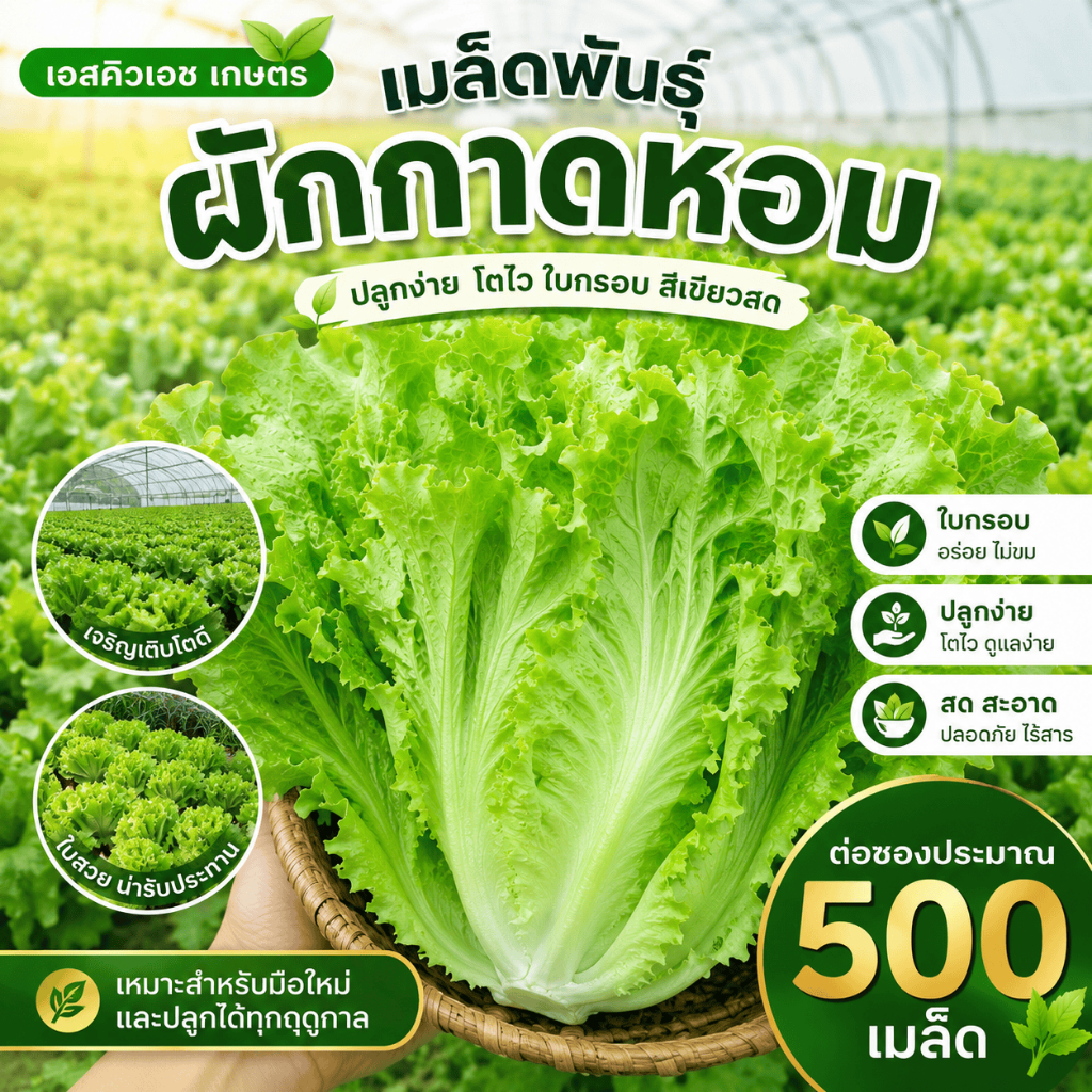 เมล็ดผักสลัดต้นใหญ่ กรอบนุ่ม โตเร็ว ทนร้อน ไม่แตกหน่อเร็ว 500 เมล็ด/ซอง ปลูกสวนระเบียงทุกฤดู