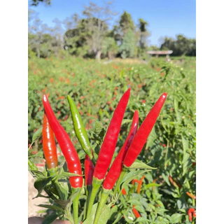 พริกเรดซูพรีม 107 (Syngenta)1ซองได้5000เมล็ด