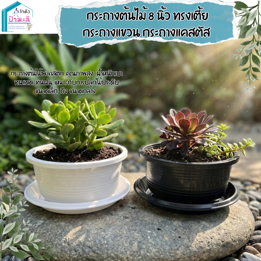 กระถางต้นไม้ 8 นิ้ว ทรงเตี้ย กระถางแขวน กระถางแคสตัส เนื้อหนา แข็งแรง Set 10 ใบ
