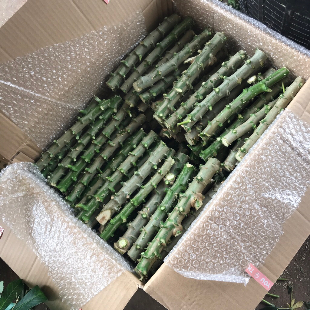 มันสำปะหลังพันธ์ุห้วยบง100 จำนวน 100ท่อน  แช่น้ำยาเร่ง