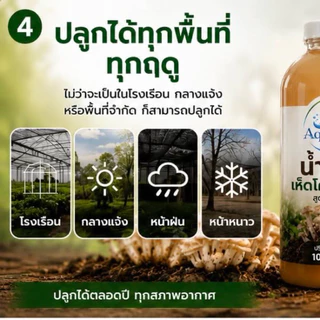 เชื้อเห็ดโคนปลวก สูตรเข้มข้น ขึ้นง่าย ออกไว ปลูกได้ทุกฤดู น้ำเชื้อเห็ดผสมฮอร์โมนเห็ดดอกใหญ่ ออกเยอะ โตไว เชื้อเห็ด เห็ด