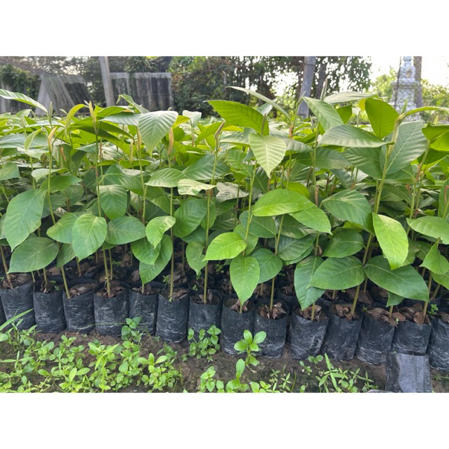 (ชุด10ต้น,40แถม2) ต้นยางนา ราดเชื้อเห็ดโคน,เห็ดระโงก,เห็ดตับเต่า สูง20ซม.ขึ้นไป