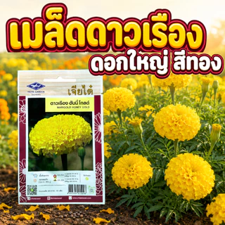 เมล็ดพันธุ์ดาวเรือง หลายพันธุ์ให้เลือก ดอกดาวเรือง ดอกใหญ่สีสวย ปลูกง่ายได้ผล (เจียไต๋ 4ทิศ จุยเจีย)