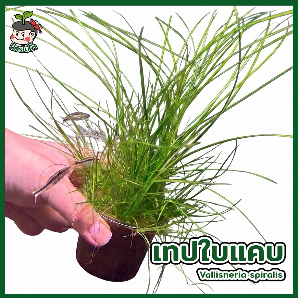 เทปใบเเคบ เทปเล็ก ไม้น้ำราคาถูก lowtech