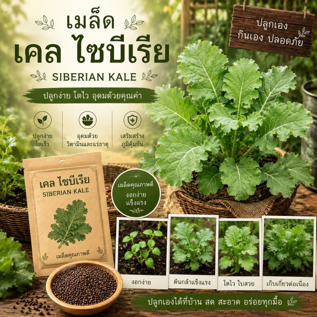 เมล็ดเคลไซบีเรีย - Siberian Kale มีบริการเก็บเงินปลายทาง