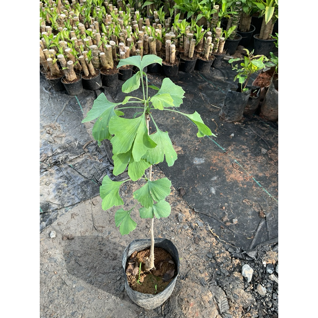 ต้นแปะก๊วย แปะก๊วย Ginkgo Tree ไม้มงคลแห่งความสมบูรณ์ (30-50cm)