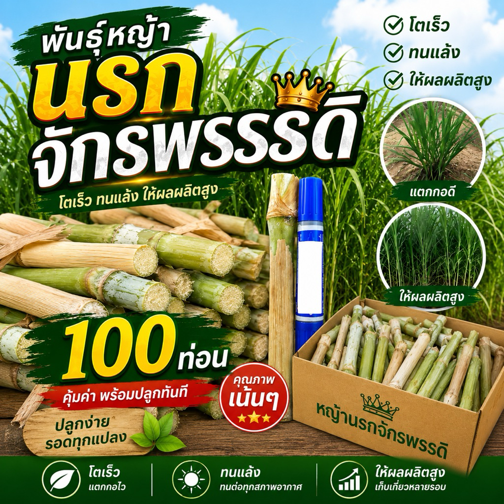 นรกจักรพรรดิ💥 100 ท่อน💥ทนแล้งทนฝน โตเร็ว ผลผลิตสูง