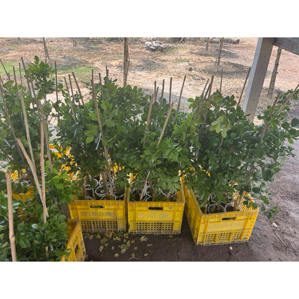 สินค้าราคาพิเศษ ต้นไม้มงคล ต้นแก้วเจ้าจอม สนเกรวิลเลีย เลือกหน้าไลฟ์