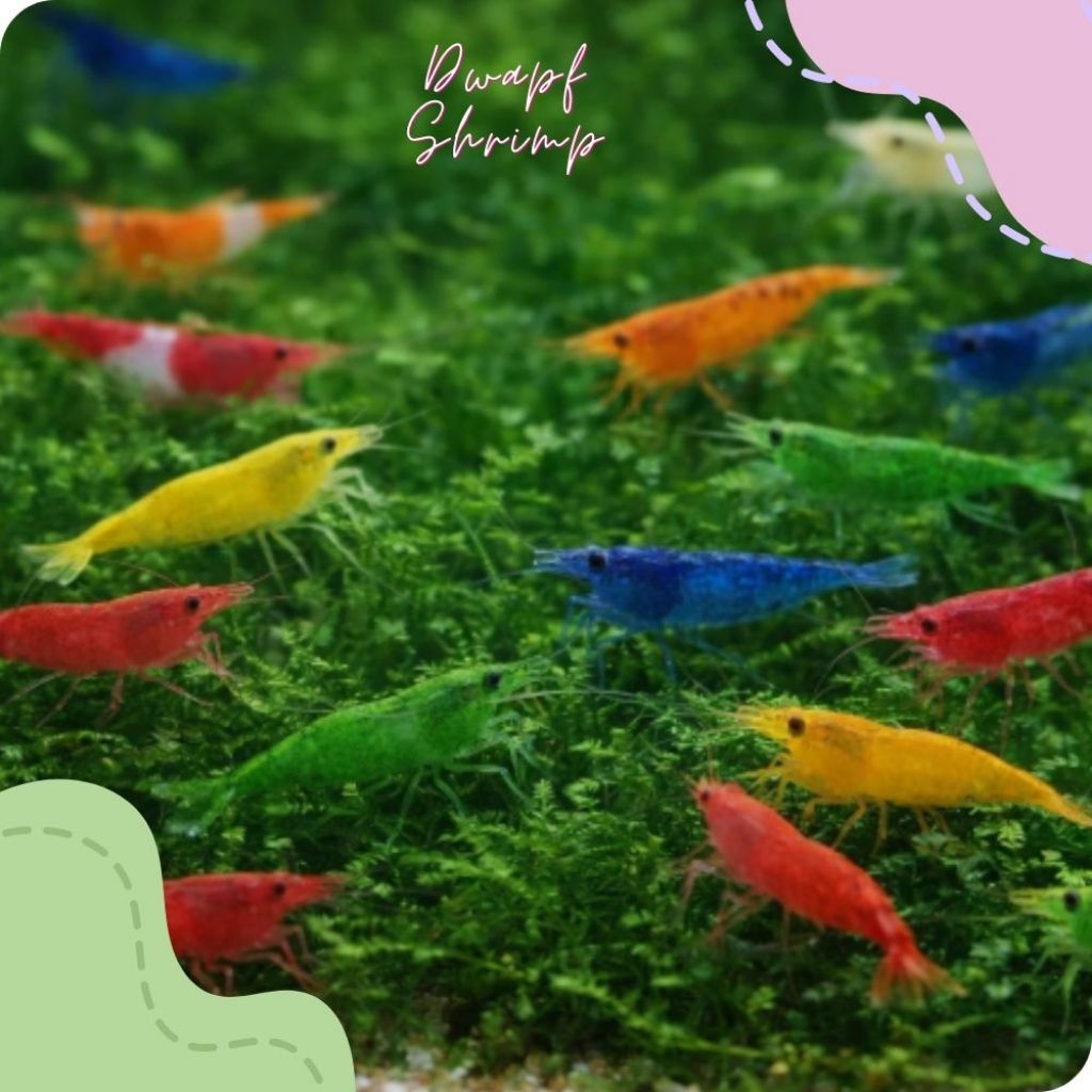 อาหารกุ้งแคระ สีสวย แข็งแรง ทนทาน คัดเกรดคละเพศ16หน่วย
