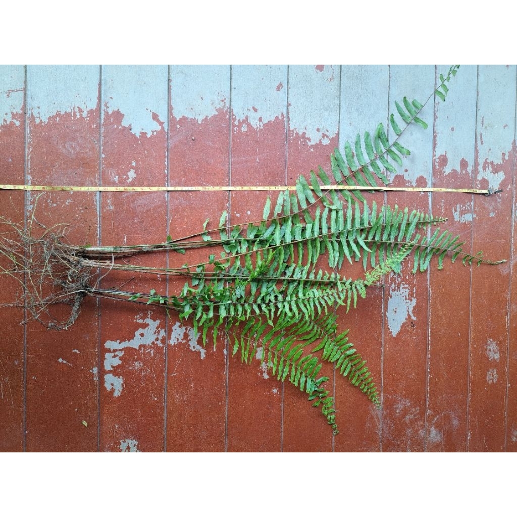 wildfern 5 feet tall