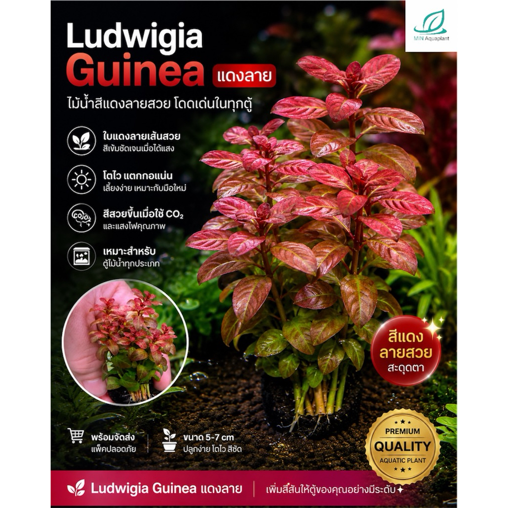 [MIN] Ludwigia guinea ไม้น้ำไม้ข้อแดงเข้มมีลาย ต้นตรงๆไม่โน้มโตช้าปานกลาง ส้มถึงแดง ขึ้นอยุ่กับไฟและปุ๋ย แบบwabi แค่วาง