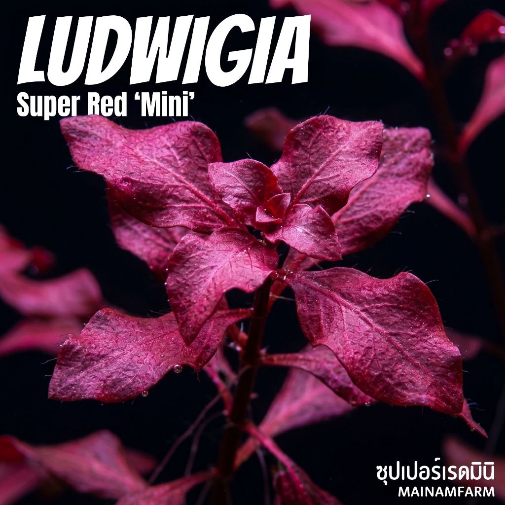 ลัดวิเจีย ซุปเปอร์เรด มินิ (ใบบก) - ไม้น้ำสีแดงเลี้ยงง่าย (Ludwigia Super Red Mini)